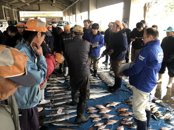 今朝のあまるべ定置網漁は魚が少なくて高値でした 丸世井
