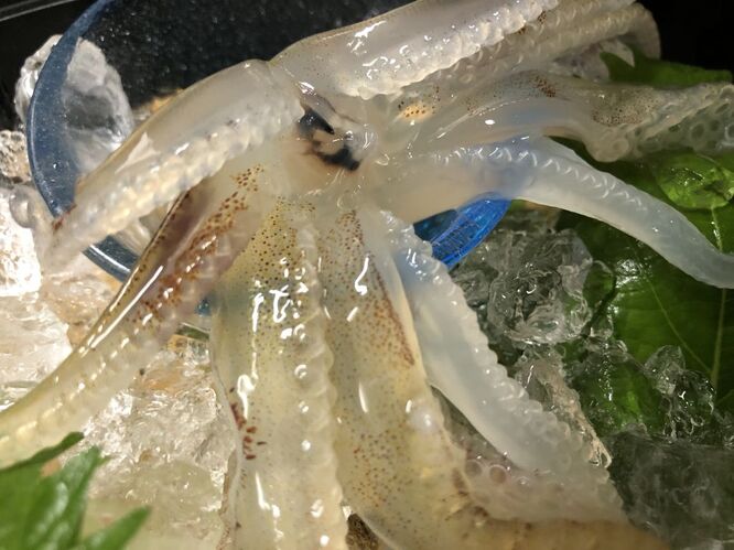 活イカ 丸世井
