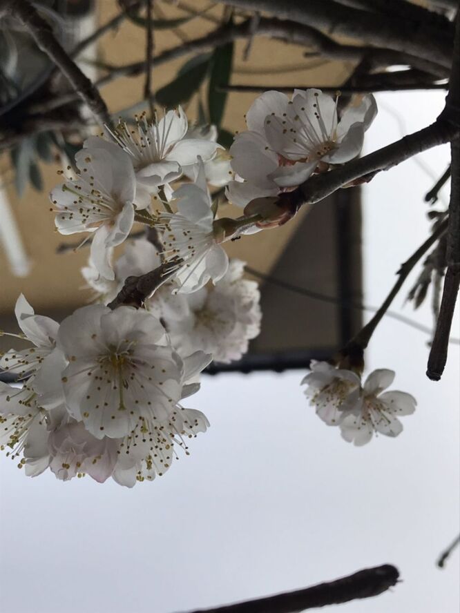 21 3 5 我が家に可愛いサクランボの花が咲きましたよ 丸世井